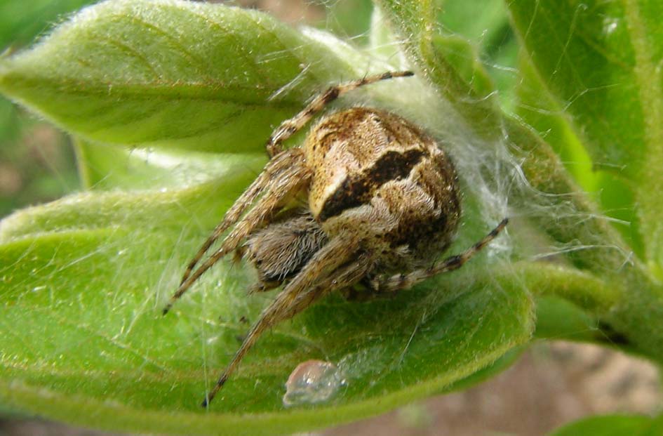 Araneus angulatus ?
